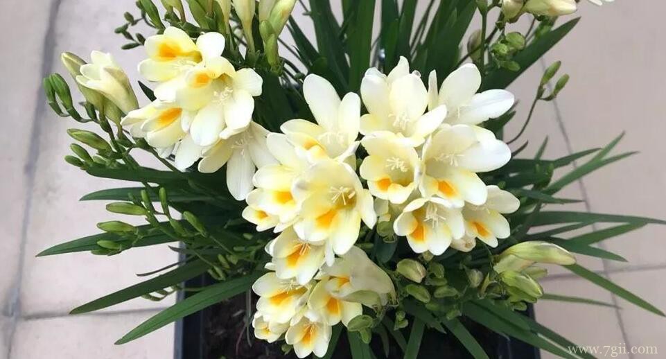 小苍兰的图片大全，小苍兰高清图片！