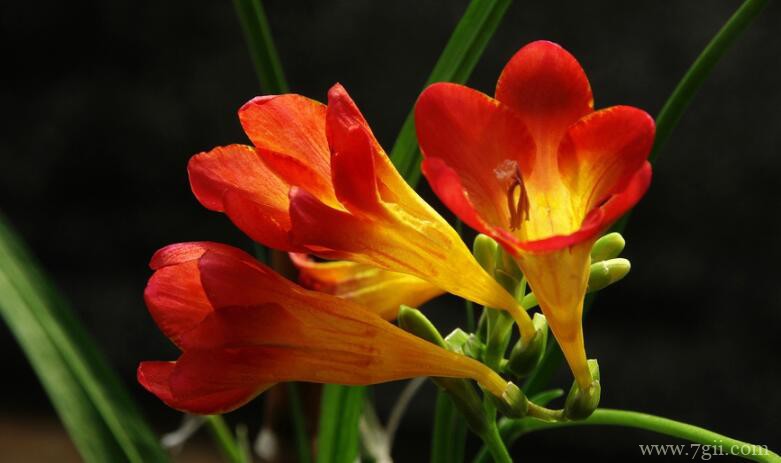 小苍兰的图片大全，小苍兰高清图片！