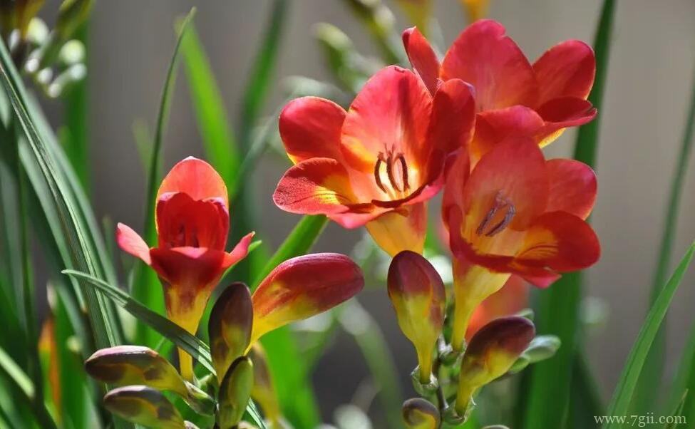 小苍兰的图片大全，小苍兰高清图片！