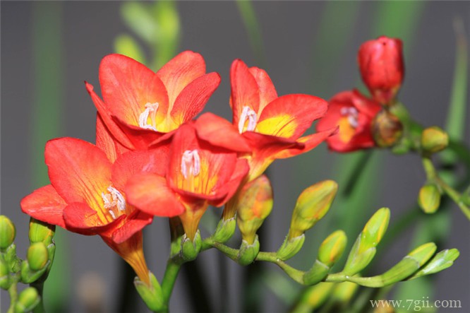 小苍兰的图片大全，小苍兰高清图片！