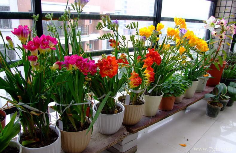 小苍兰如何养护管理？抓牢6个要点细节