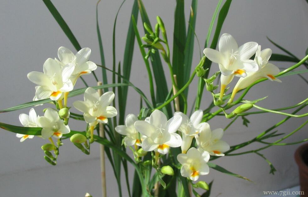 小苍兰如何养护管理？抓牢6个要点细节