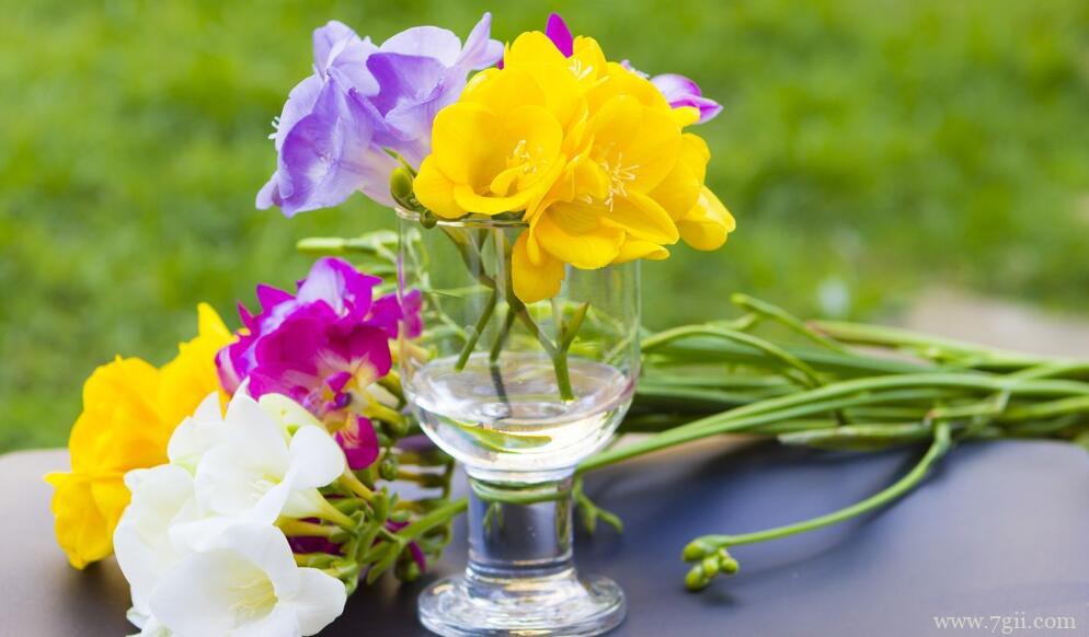 小苍兰怎么养护管理？