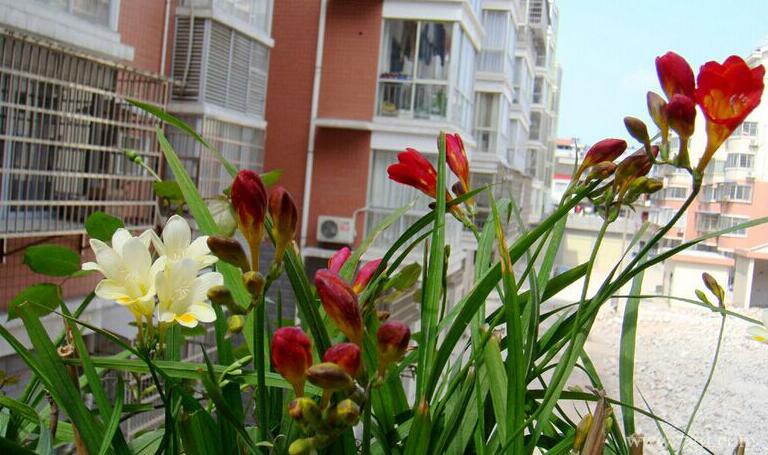 小苍兰怎么养护管理？