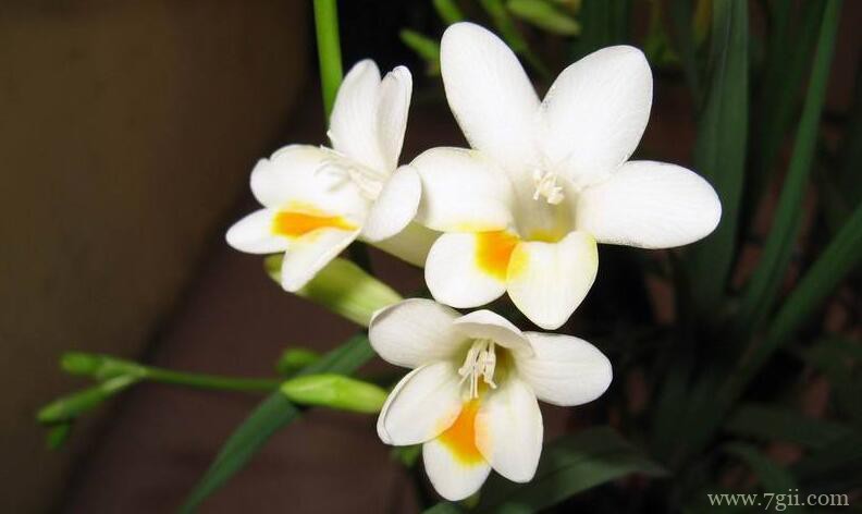 小苍兰怎么养护管理？