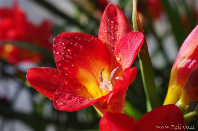 如何养殖小苍兰？