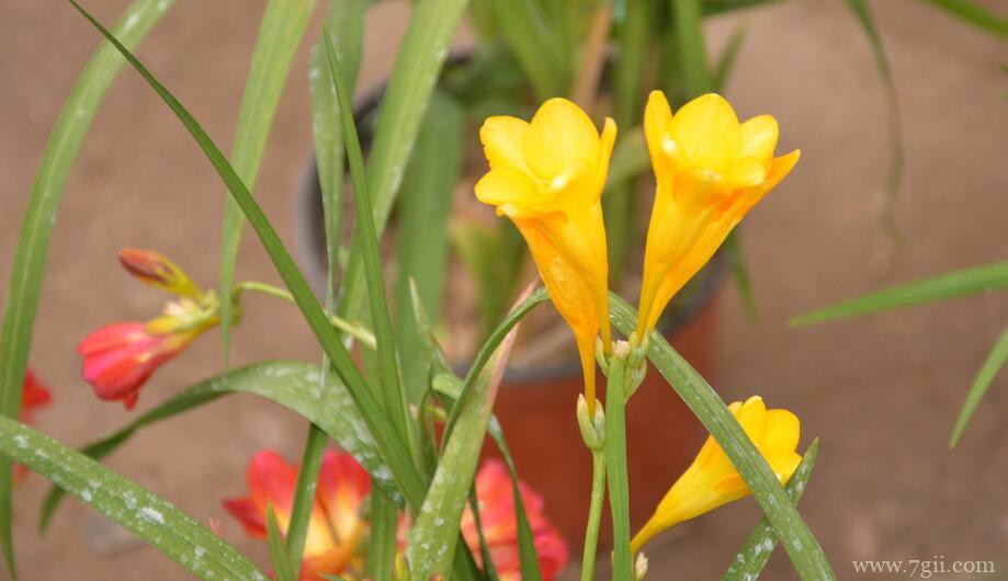 小苍兰怎么种植？小苍兰的种植时间和方法