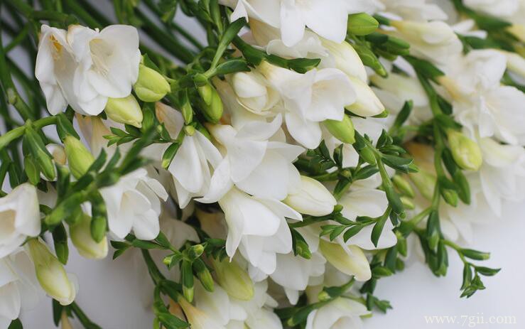 小苍兰和香雪兰的区别