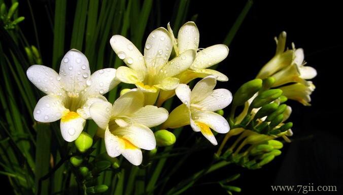 小苍兰和香雪兰的区别