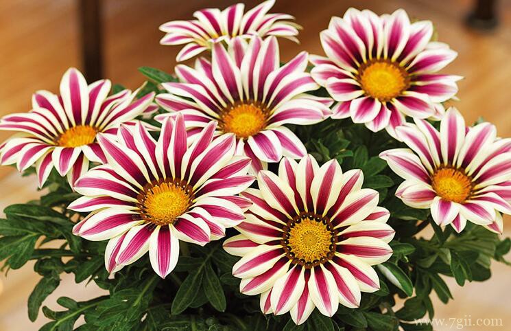 勋章菊怎么种植？勋章菊的种植养护方法