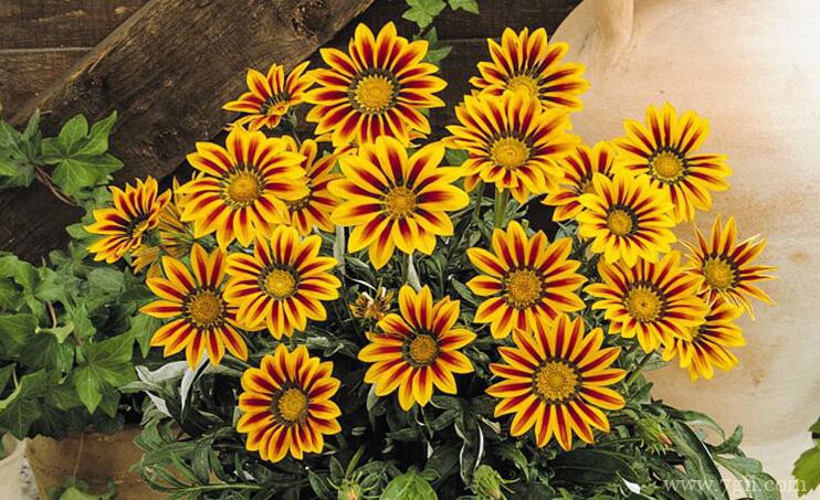 勋章菊怎么种植？勋章菊的种植养护方法