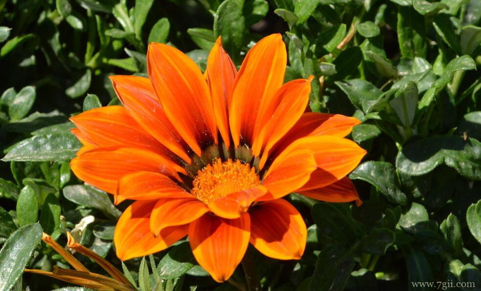 勋章菊怎么种植？勋章菊的种植养护方法