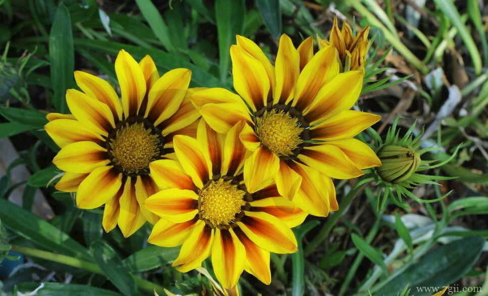 勋章菊怎么种植？勋章菊的种植养护方法