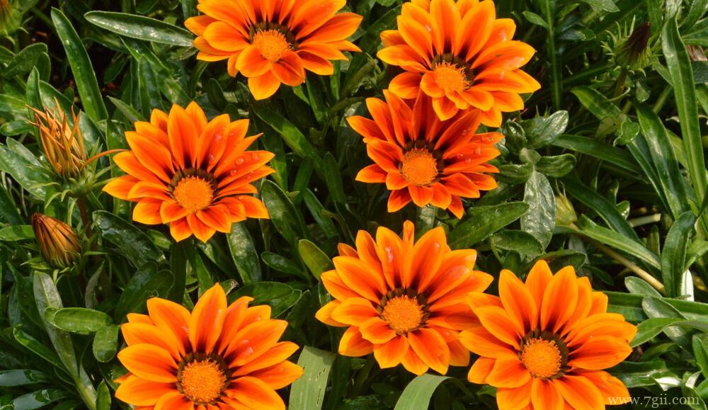 勋章菊怎么种植？勋章菊的种植养护方法