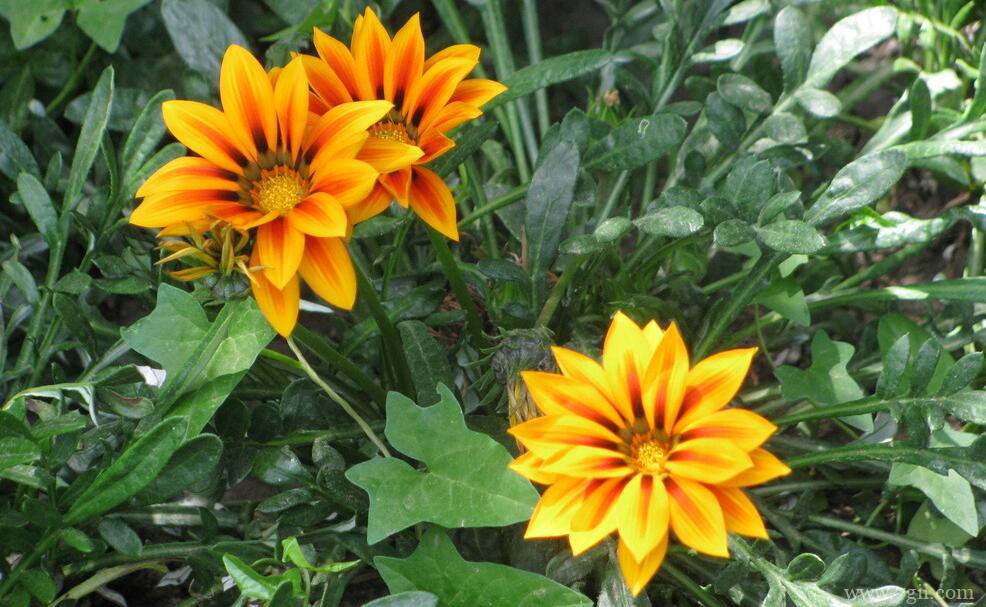 勋章菊怎么种植？勋章菊的种植养护方法