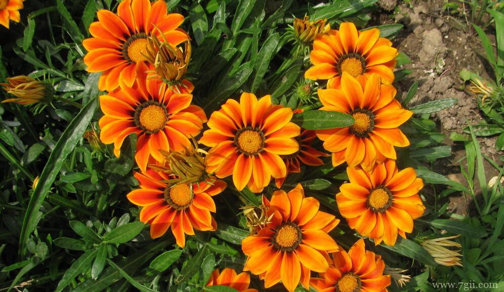 勋章菊怎么种植？勋章菊的种植养护方法