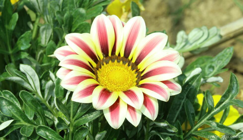 勋章菊怎么种植？勋章菊的种植养护方法