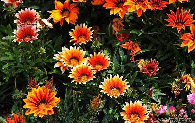 勋章菊怎么养？勋章菊这样养，两个月时间就爆盆！