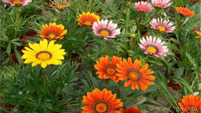 勋章菊怎么养护？养护勋章菊的注意事项