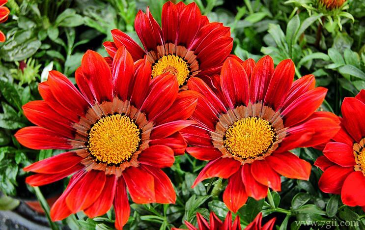 勋章菊怎么养护？养护勋章菊的注意事项