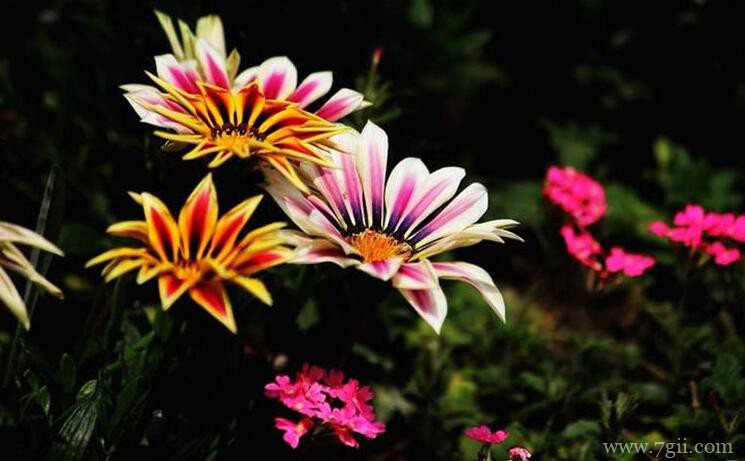 勋章菊怎么养护？养护勋章菊的注意事项