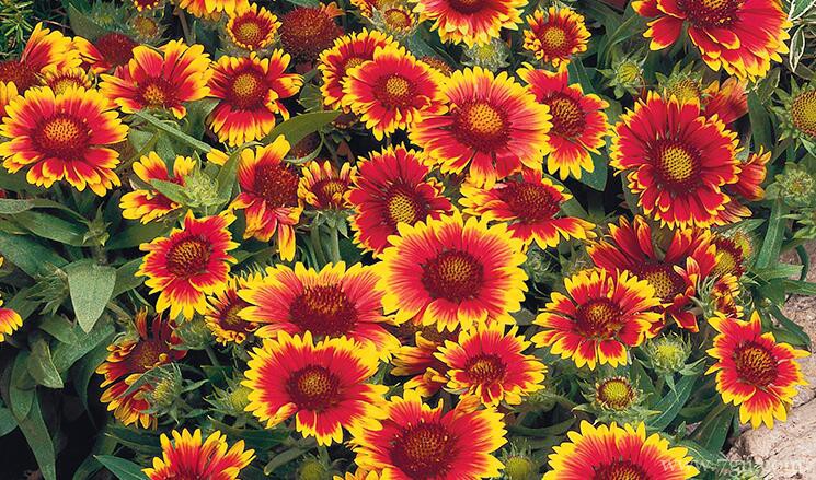 勋章菊什么时候播种种植？