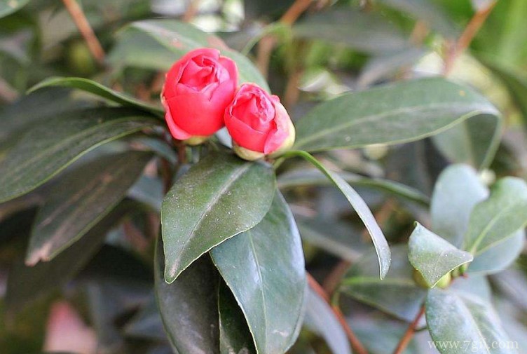 山茶花的养殖方法