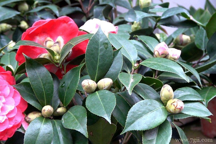 山茶花的养殖方法