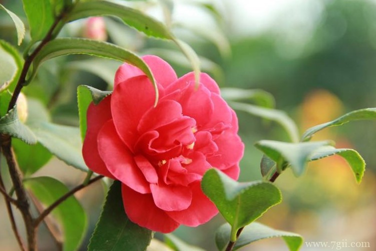 山茶花的养殖方法