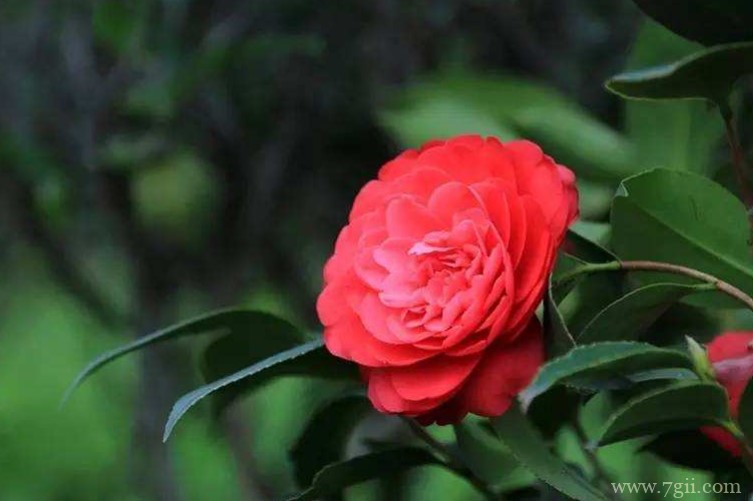 山茶花什么时候开花？