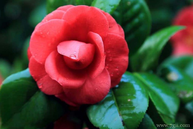 山茶花什么时候开花？