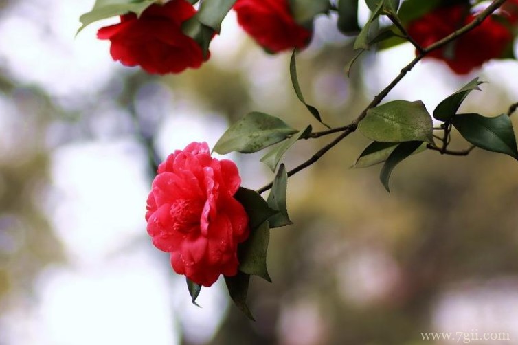 山茶花什么时候开花？