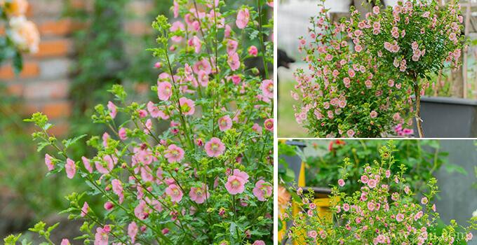 小木槿的图片大全，小木槿高清图片！