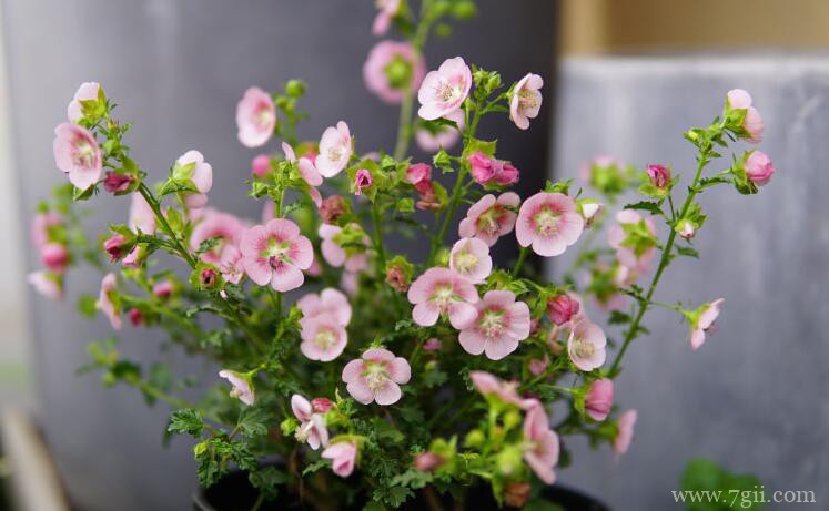 小木槿的图片大全，小木槿高清图片！