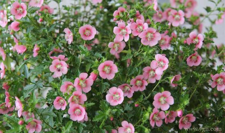 盆栽小木槿夏天怎么养？