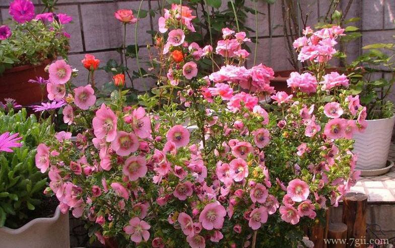 小木槿如何养爆盆？