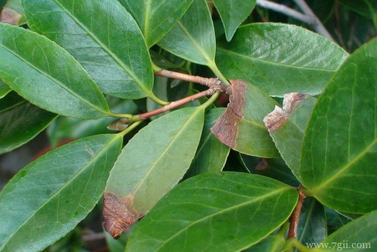 山茶花叶子为什么会发黄？
