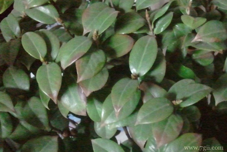 山茶花叶子为什么会发黄？