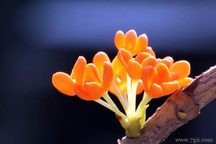 宁德市的市花是什么？