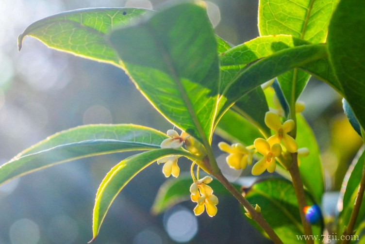 宁德市的市花是什么？