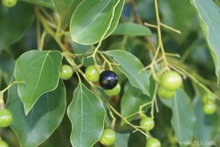 宁德市的市花是什么？