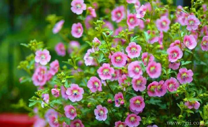 小木槿叶片发黄的原因及解决方法