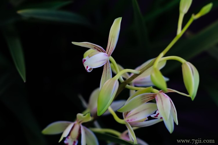 建瓯市的市花是什么？