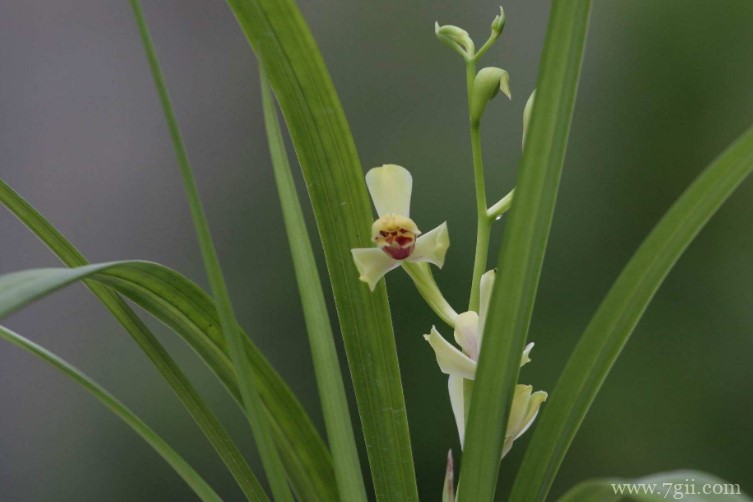 建瓯市的市花是什么？