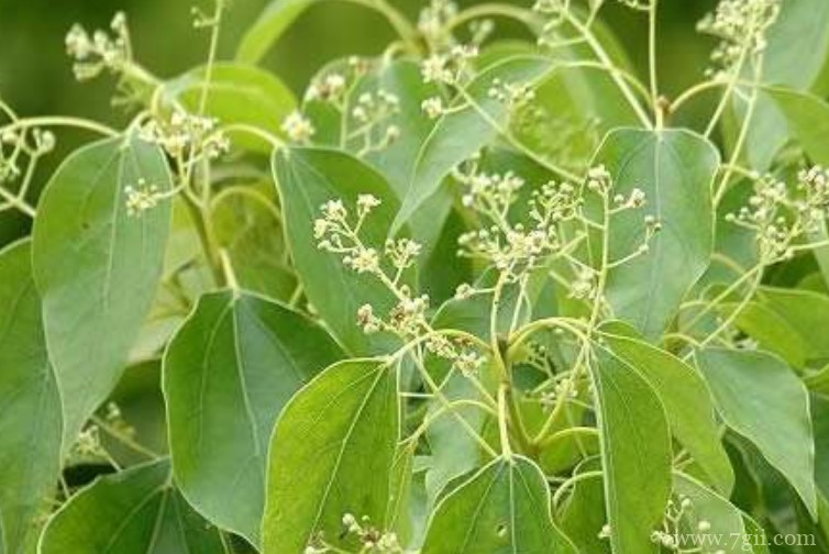 建瓯市的市花是什么？