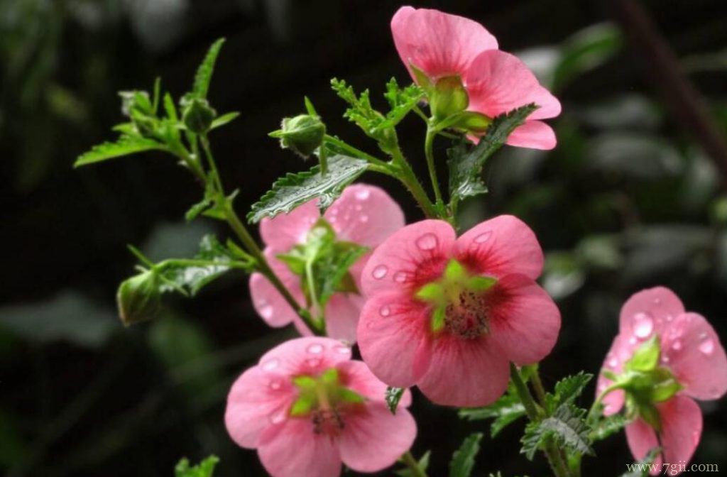 小木槿的养殖方法和注意事项