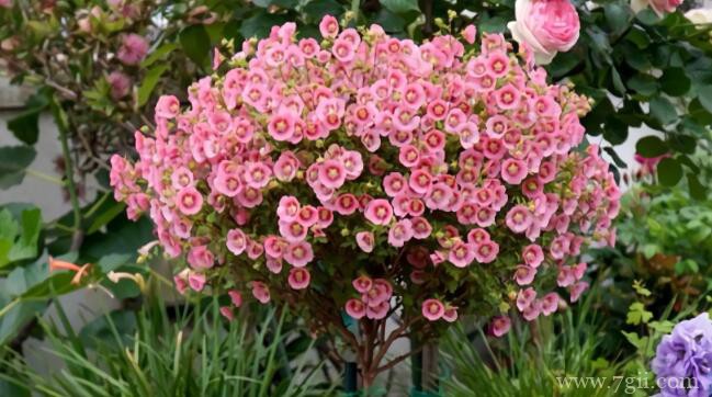 小木槿的养殖方法和注意事项