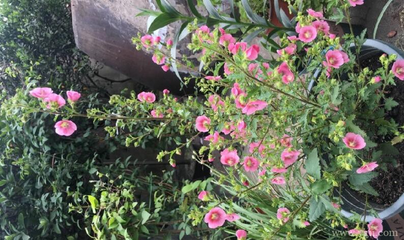 小木槿不开花怎么办？小木槿不开花的解决方法