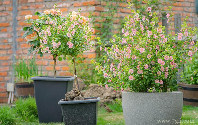 小木槿怎么扦插繁殖？