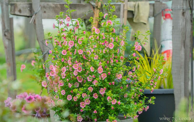 小木槿夏天怎么养殖？